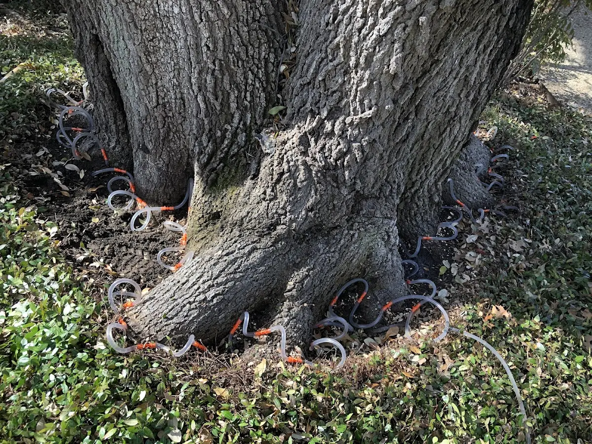 Detailed Tree Cabling and Bracing job site in Kentland